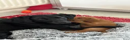 Labrador Retriever dogs for sale: Duel purpose Labrador  - Advert 29