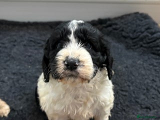 Clumber Spaniel dogs Clumber x puppies ready to leave 23/12/25 - Advert 2