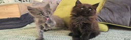 Maine Coon cats for sale: Maine coon girls - Advert 3