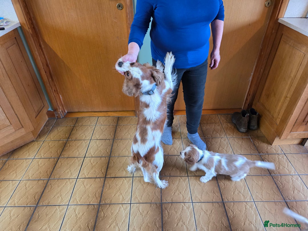 Cavalier King Charles Spaniel dogs for sale: KC Reg Cavalier King Charles pups Fully Vaccinated - Advert 17