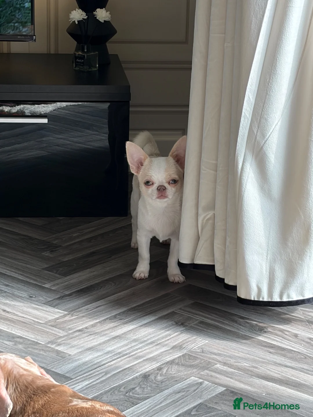 Chihuahua dogs for sale: Cream Isabelle male Chihuahua - Advert 5