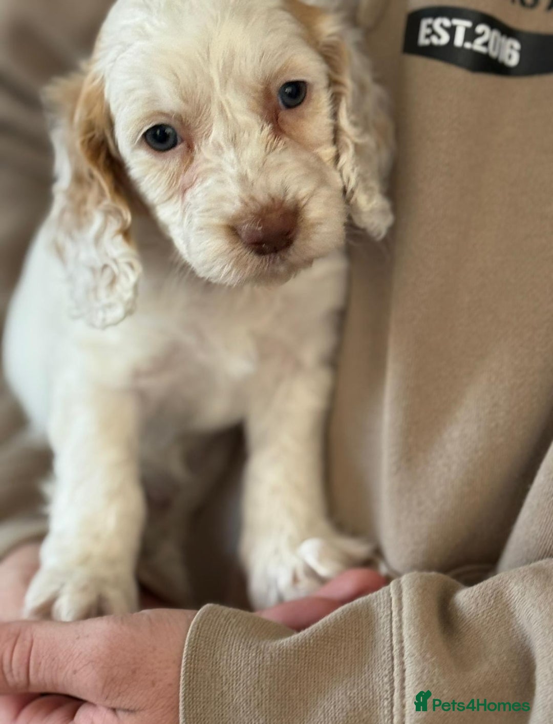 Cockapoo dogs for sale:  F1 Cockapoo puppies  - Image 3