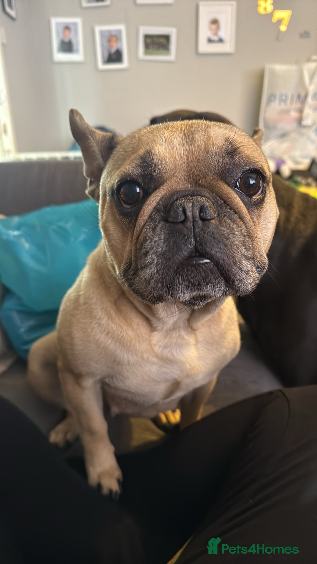 French Bulldog dogs for sale: french bulldog  - Image 3