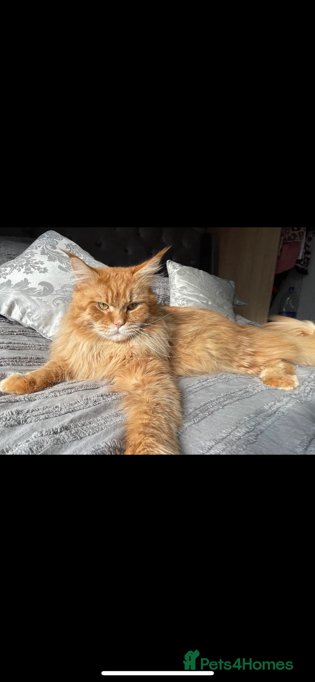 Maine Coon cats for stud: Maine coon available stud duties only xxl in Rochdale - Advert 2