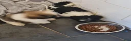 Mixed Breed dogs for sale: Shizu-tibetan terrier  - Advert 8
