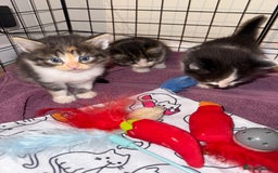 British Shorthair cats for sale: 3 x adorable kittens  - Image 1