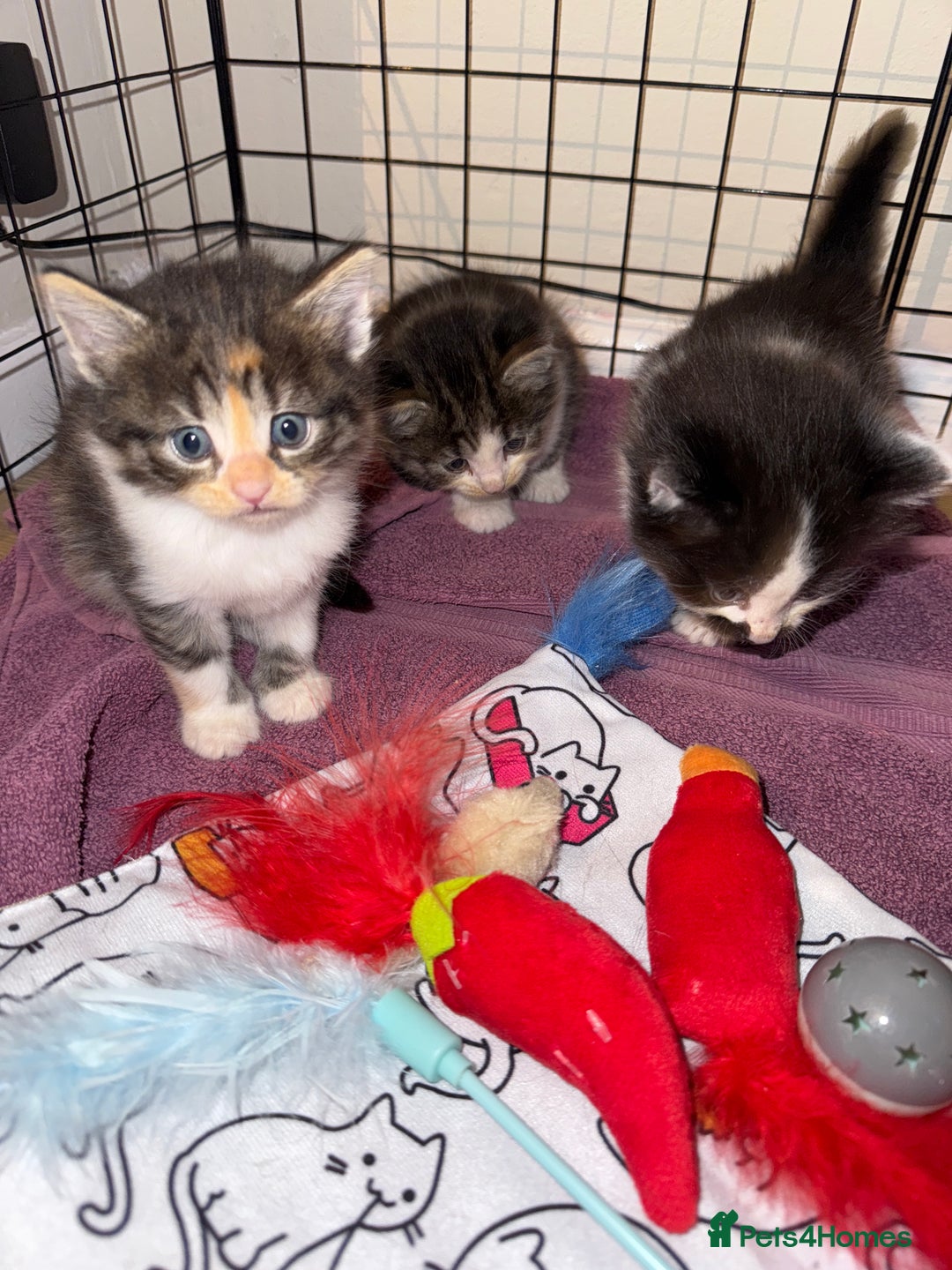 British Shorthair cats for sale: 3 x adorable kittens  - Image 1