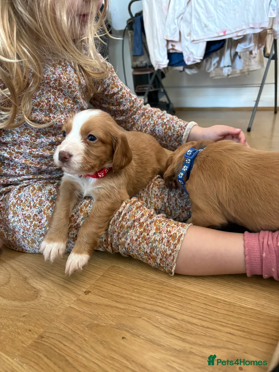 Cocker Spaniel dogs for sale: Cocker spaniel puppies  - Advert 1