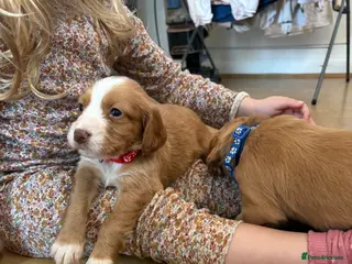 Cocker Spaniel dogs Cocker spaniel puppies - Advert 1