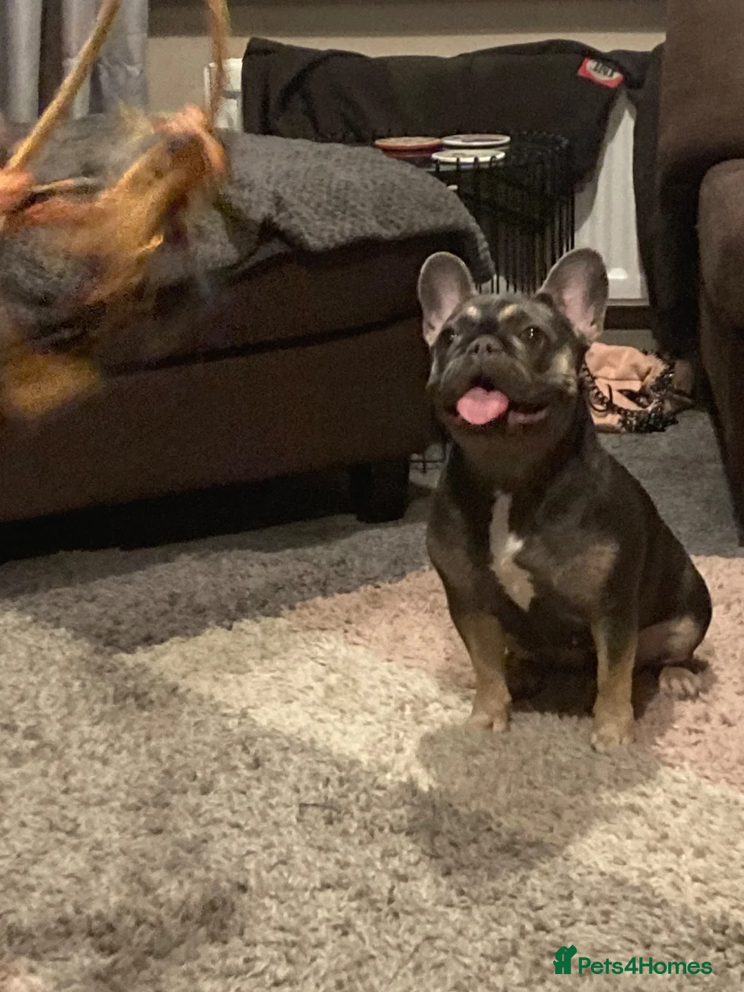 French Bulldog dogs for sale: Male French Bulldog Puppy in Birmingham - Advert 2