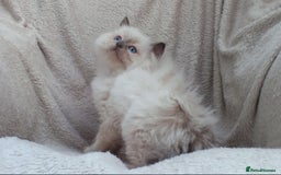 Ragdoll cats for sale: GCCF PET/ACTIVE KITTENS CHAMPION IMP BLOODLINES - Image 34