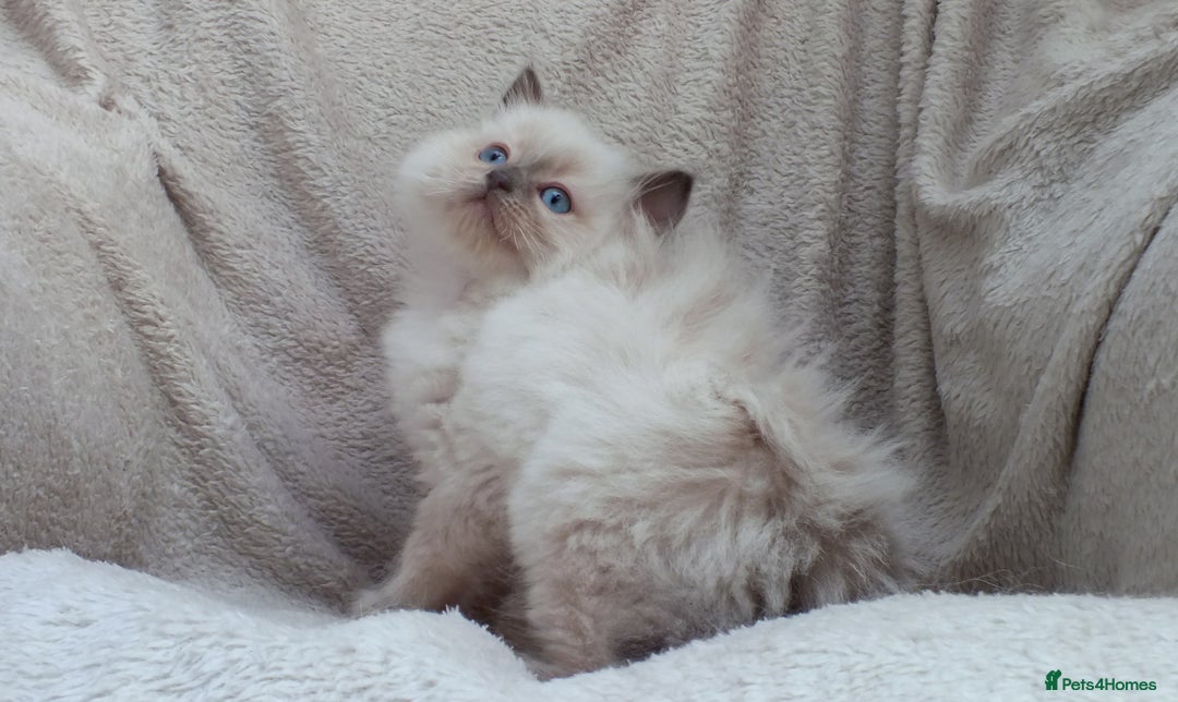 Ragdoll cats for sale: GCCF PET/ACTIVE KITTENS CHAMPION IMP BLOODLINES - Image 34