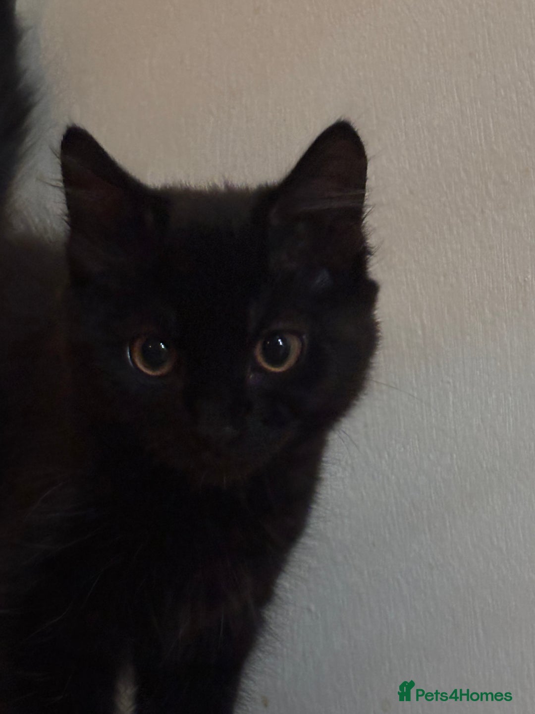 Mixed Breed cats for sale: 3 Kittens ready ASAP  - Image 6
