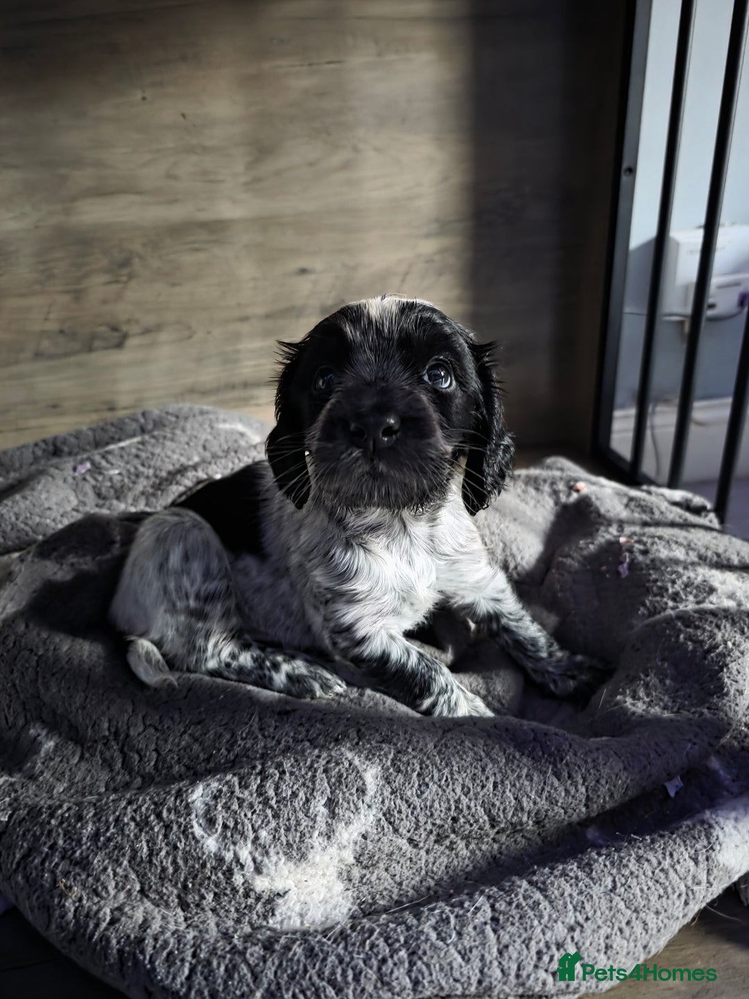 Cocker Spaniel dogs for stud: Cocker spaniel for stud. - Advert 10