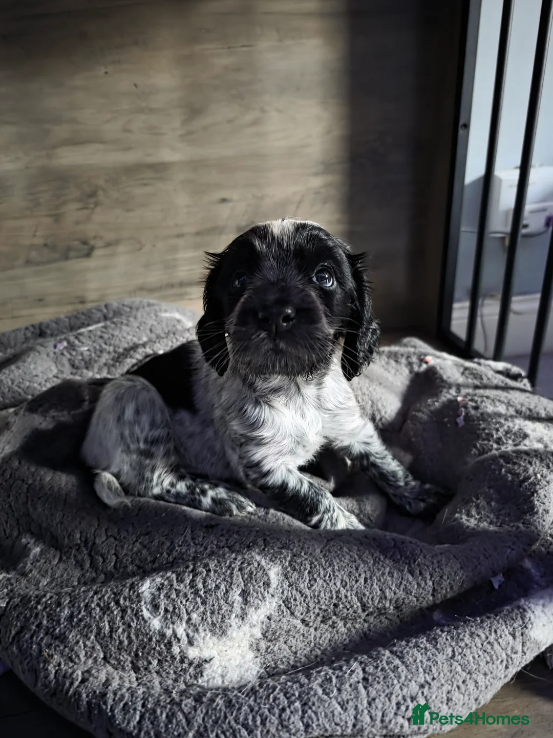 Cocker Spaniel dogs for stud: Cocker spaniel for stud. - Advert 10