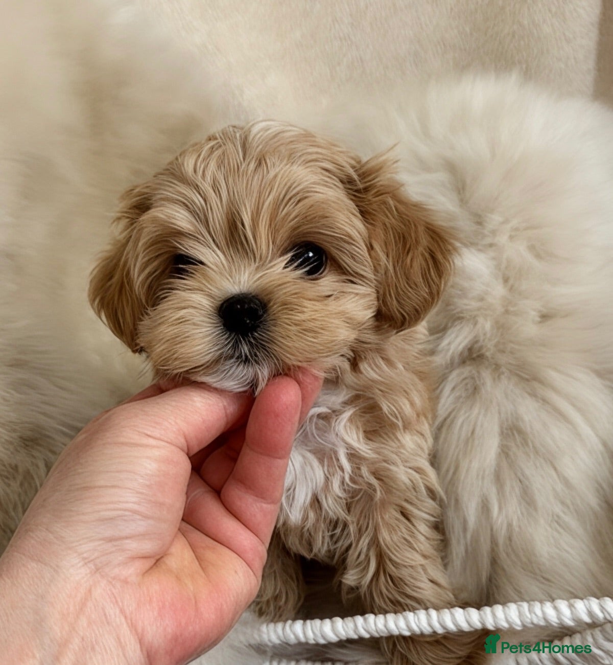 Maltipoo dogs 💎🧸  Luxury  Asian  Maltipoo DNA clear💎🧸   - Advert 3