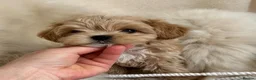 Maltipoo dogs for sale: 💎🧸  Quality Asian Maltipoo DNA clear💎🧸   - Advert 6