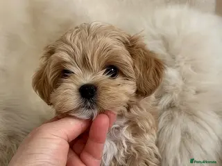 Maltipoo dogs 💎🧸 Luxury Asian Maltipoo DNA clear💎🧸 - Advert 3
