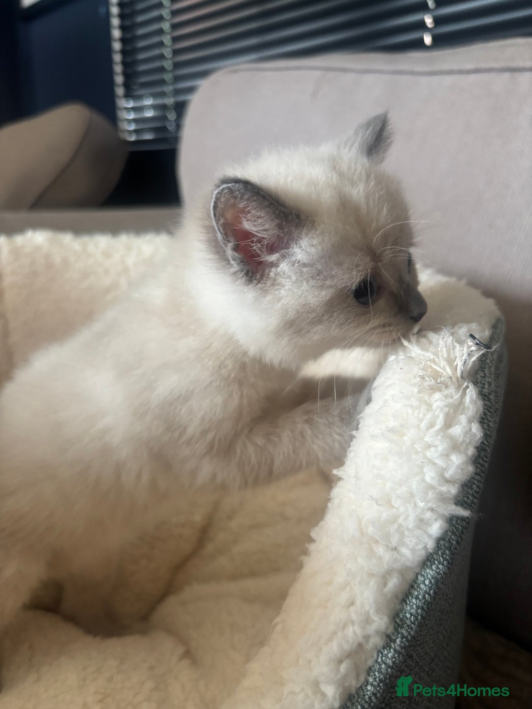 Ragdoll cats for sale: Beautiful ragdoll x silver tabby kittens  - Image 7
