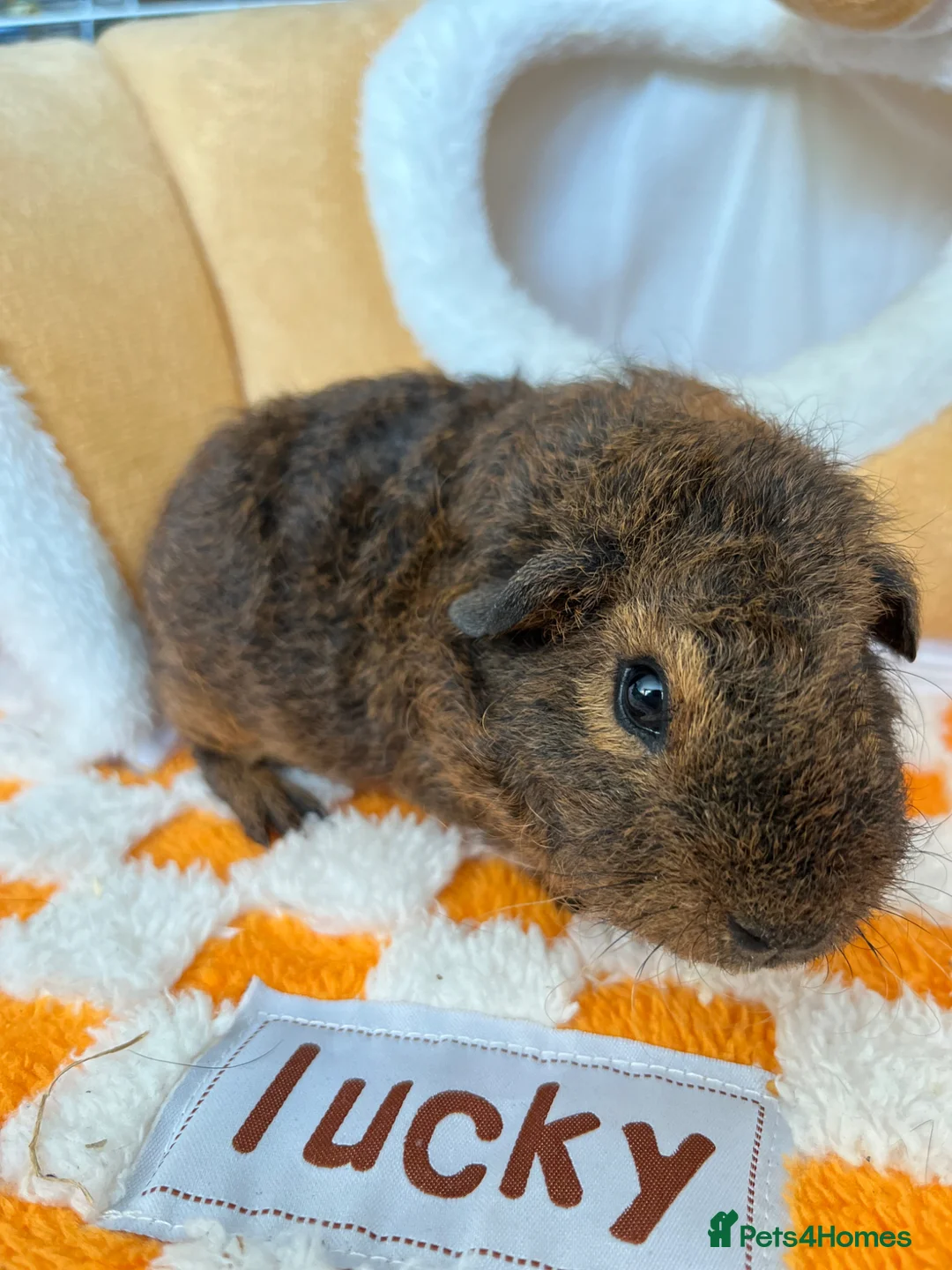 Guinea Pig rodents for sale: Baby guinea pigs   - Advert 1