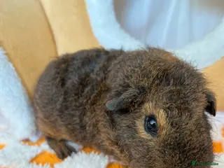 Guinea Pig rodents Baby guinea pigs - Advert 9