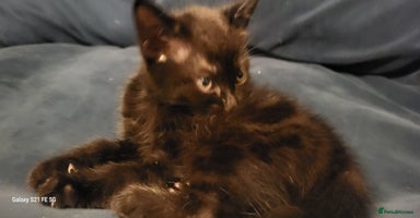 Bengal cats - Advert 1