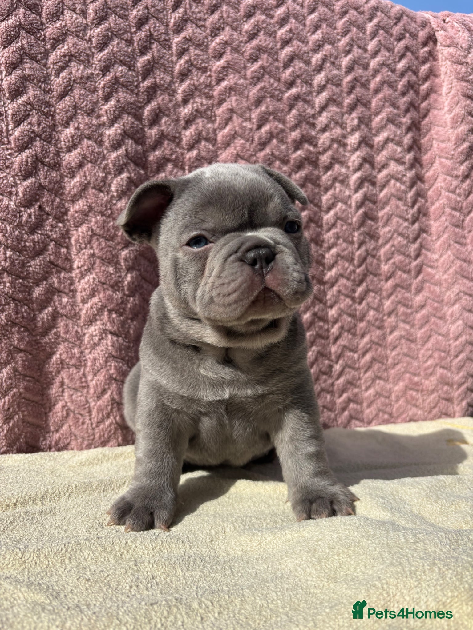 French Bulldog dogs FRENCH BULLDOG PUPPIES (KC REGISTERED) - Advert 9