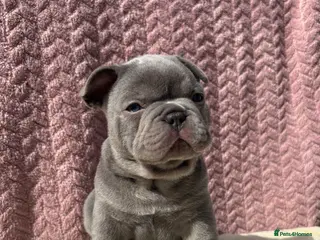 French Bulldog dogs FRENCH BULLDOG PUPPIES (KC REGISTERED) - Advert 4