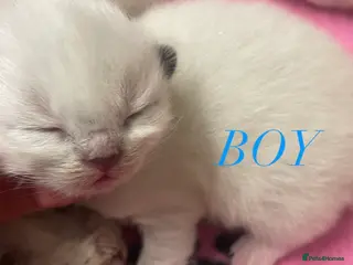 Ragdoll cats Purebred RAGDOLL KITTENS - Advert 13