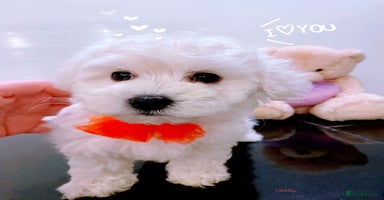 Maltipoo dogs Beautiful Maltipoo girls ready to go - Advert 9