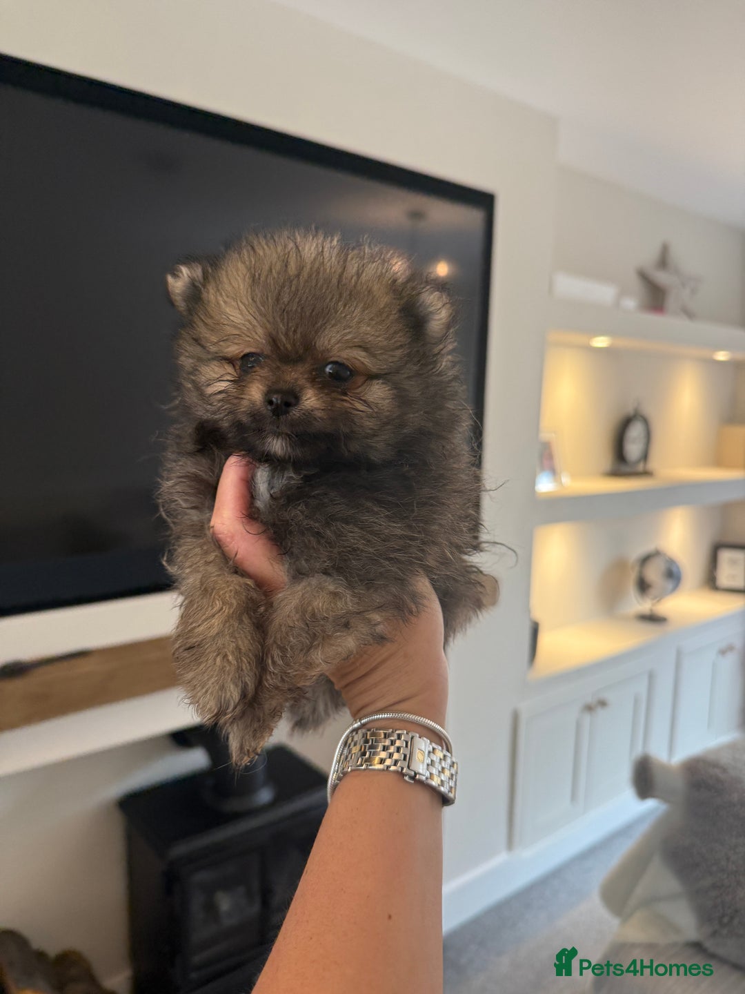 Pomeranian dogs for sale: Beautiful fluffy ** pomeranian babies - Image 4