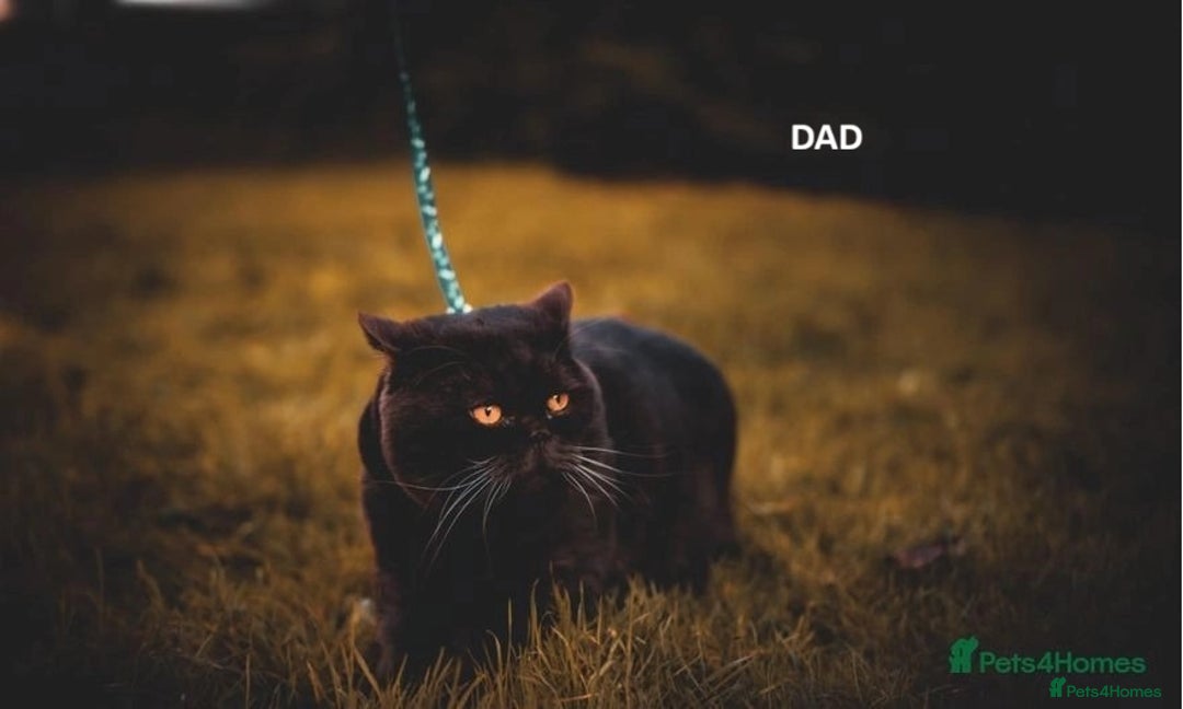 British Shorthair cats for sale: 🧸BOY FULL GCCF BSH KITTEN🧸 - Advert 9