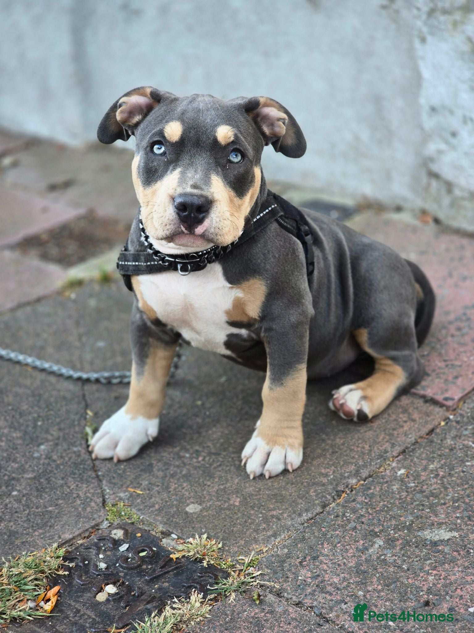 American Bully dogs 🏆🩸ABKC American pocket bully 🔥 - Advert 9