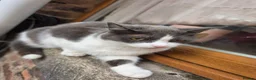 Ragdoll cats for sale: 3 beautiful fluffy ragdoll kittens - Advert 20