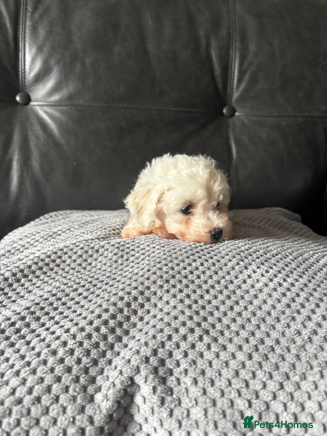 Bichon Frise dogs for sale: Bichon Frise Puppies- Ready to leave - Image 19