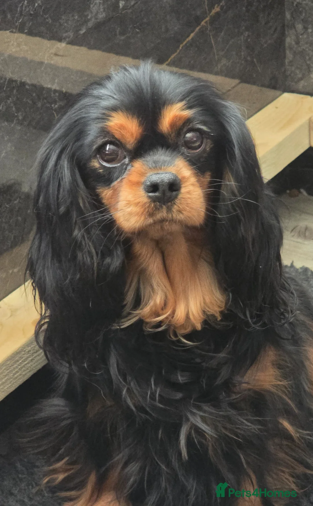 Cavalier King Charles Spaniel dogs for sale: Stunning Cavalier king charles puppies  - Advert 5