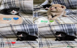 Mixed Breed cats for sale: Beautiful healthy kittens 😍😍 - Image 2