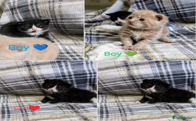Mixed Breed cats - Advert 10