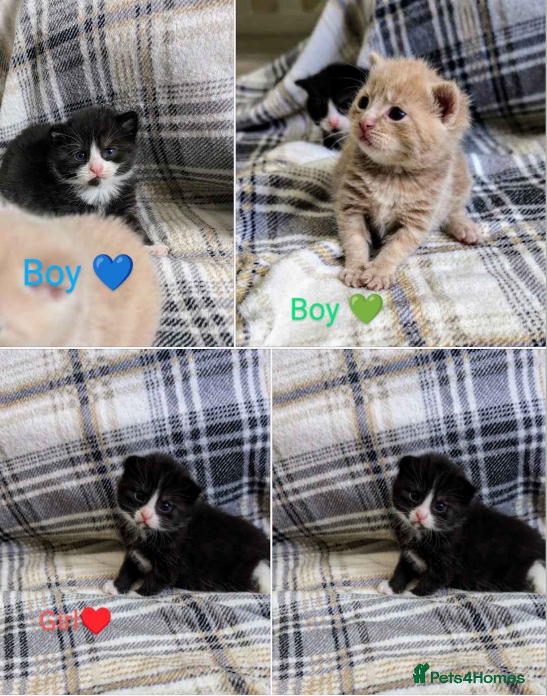 Mixed Breed cats for sale: Beautiful healthy kittens 😍😍 - Image 2