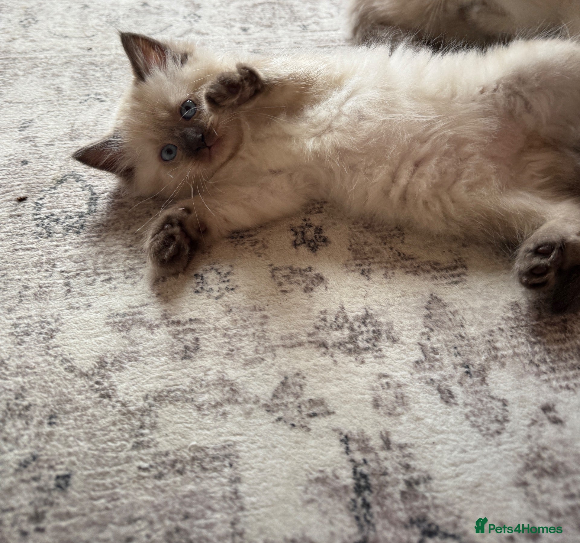 Ragdoll cats Ragdoll kittens, 3 left. Ready now.  - Advert 7