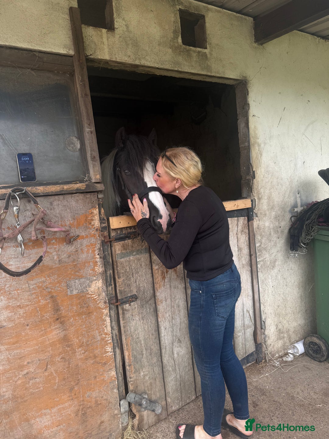 Irish Cob horses for sale: 14hh 6 year old gelding cob - Image 10