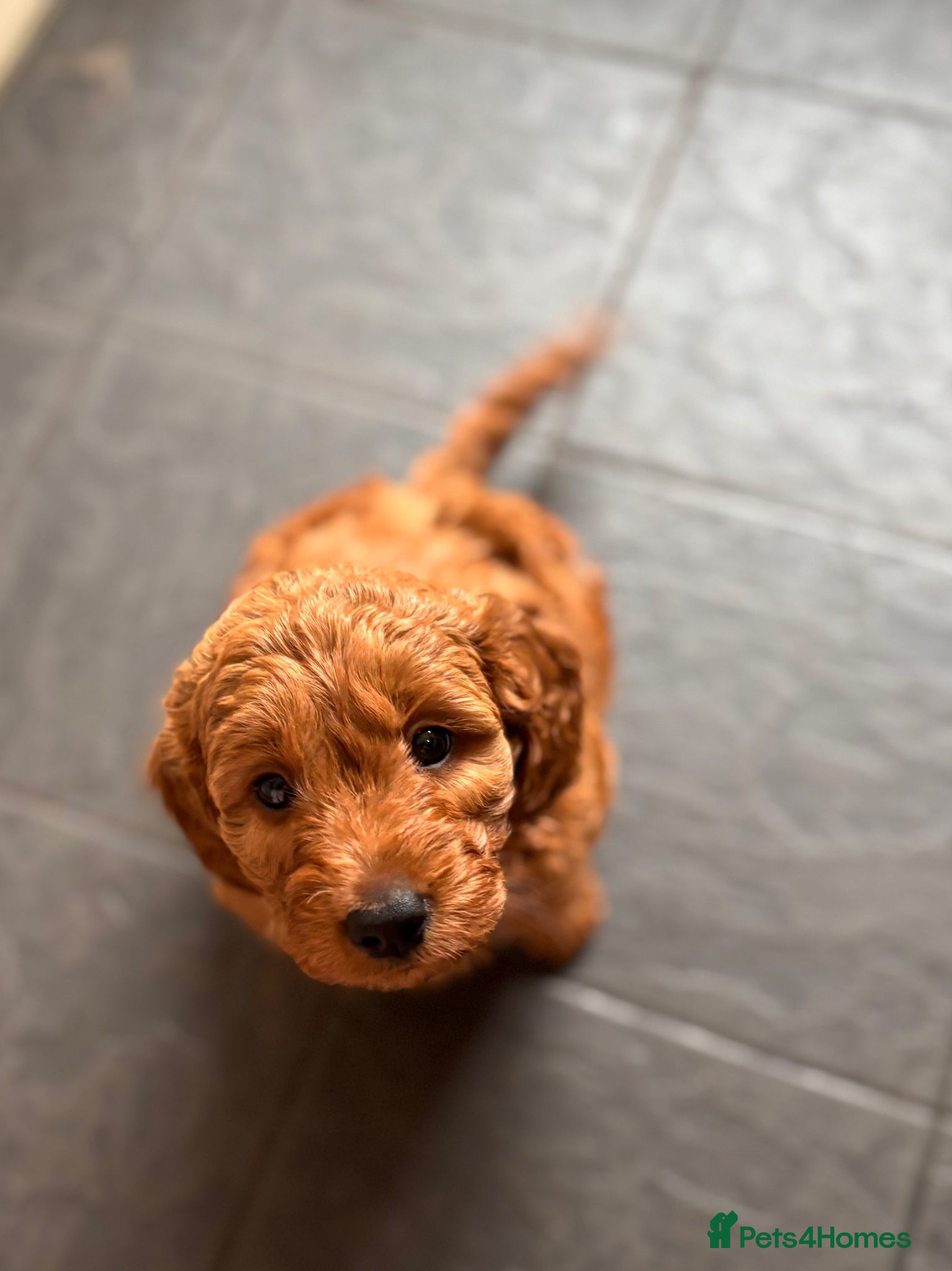 Mini Goldendoodle dogs *Stunning Mini Goldendoodle-health tested parents* - Advert 1