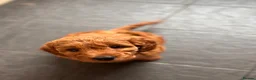 Mini Goldendoodle dogs for sale: *READY NOW* mini Goldendoodle*health tested*  - Advert 16