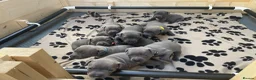 Staffordshire Bull Terrier dogs for sale: 9 gorgeous blue Staffordshire bull terrier  - Advert 4