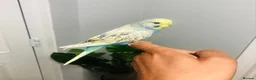 Budgerigars birds for sale: Beautiful Baby Budgies for sale. - Advert 4