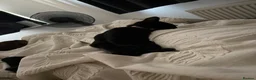 Bombay cats for sale: 6 month old energetic clingy kitten for adoption - Advert 4