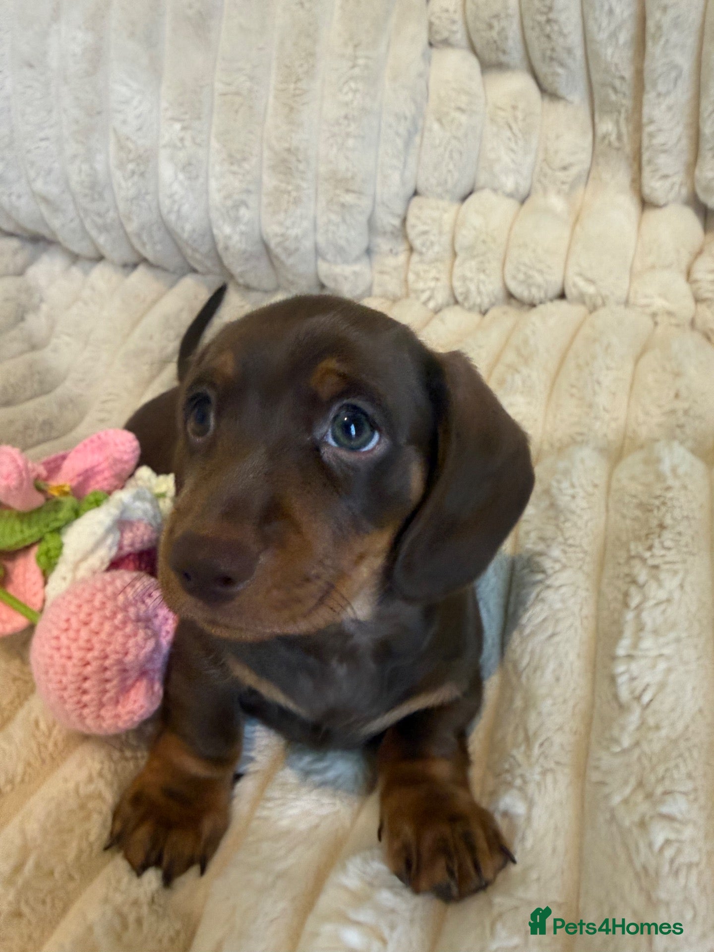 Miniature Dachshund dogs WHO WANTS TO TAKE ME HOME 🥰🐾 - Advert 2