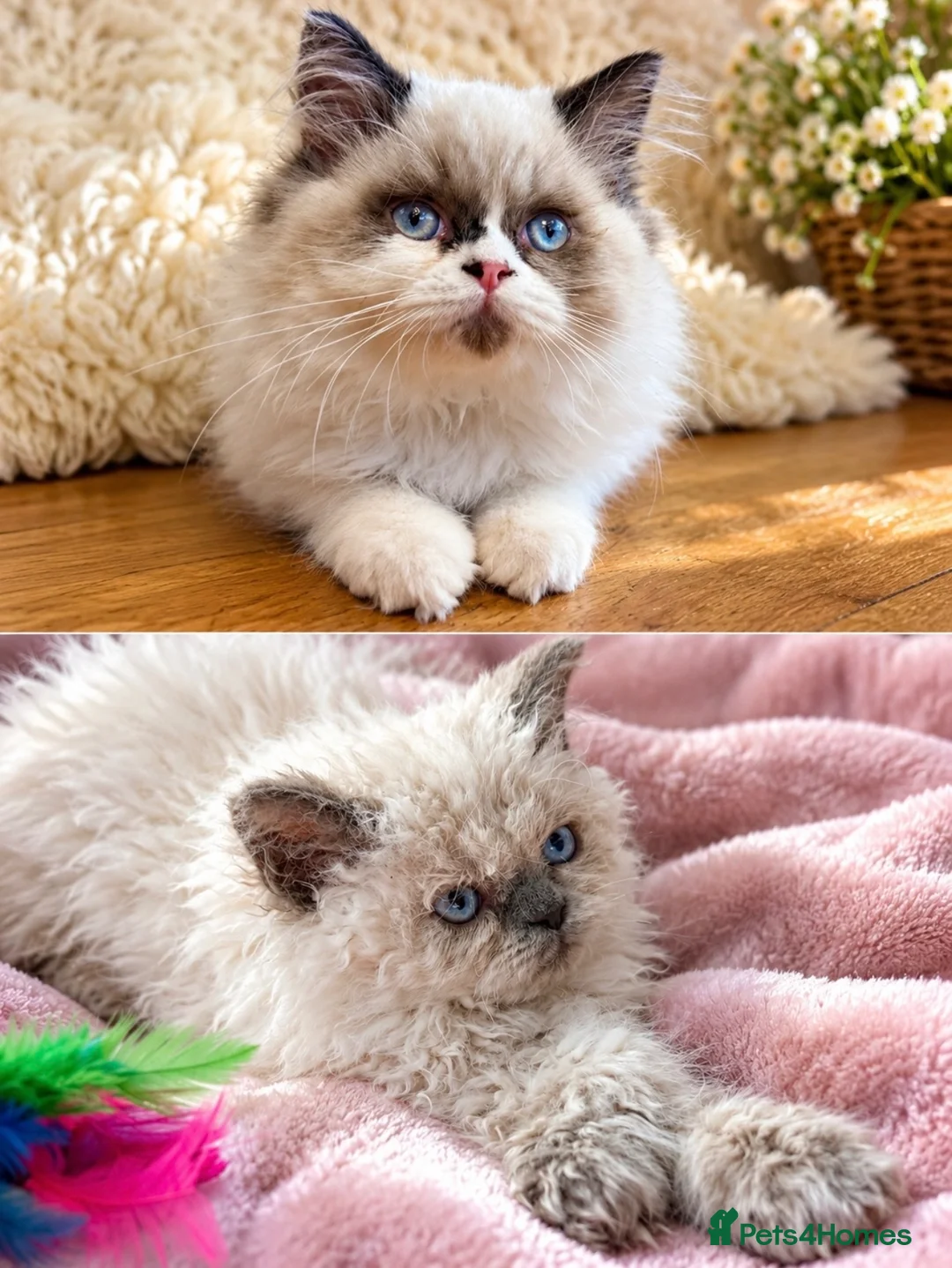 Selkirk Rex cats for sale: Two kittens left  - Advert 2