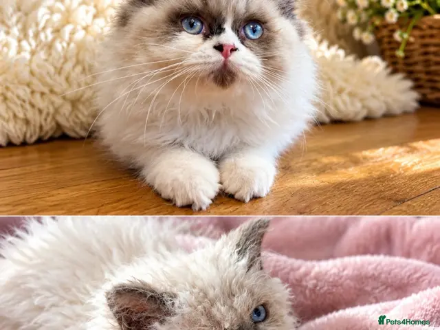 Selkirk Rex cats for sale: Two kittens left - Advert 2