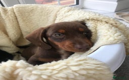 Dachshund dogs for sale: Dachshund puppies  - Image 10